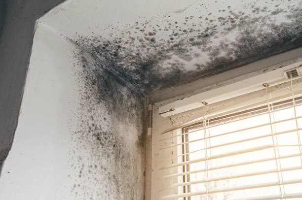 Affordable Mold Testing solutions in Concord, VA